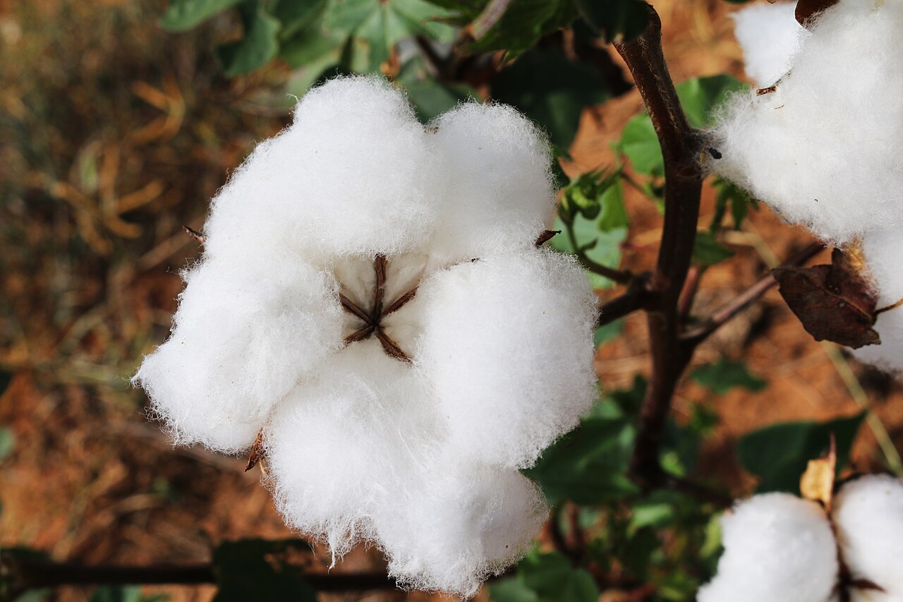 A real open cotton boll showing the soft white fiber